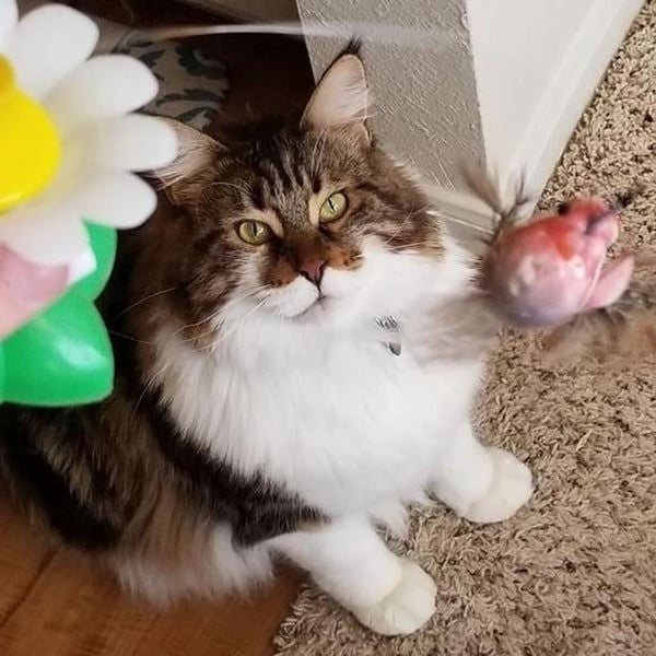 Interactive Bird Toy For Cat