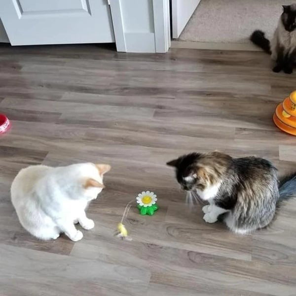Interactive Bird Toy For Cat