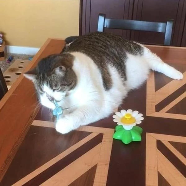 Interactive Bird Toy For Cat
