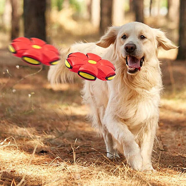 Doggy disc Ball 🐶