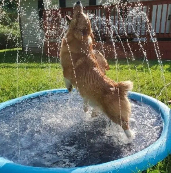 Splash Paws ? Pet Cooling Mat