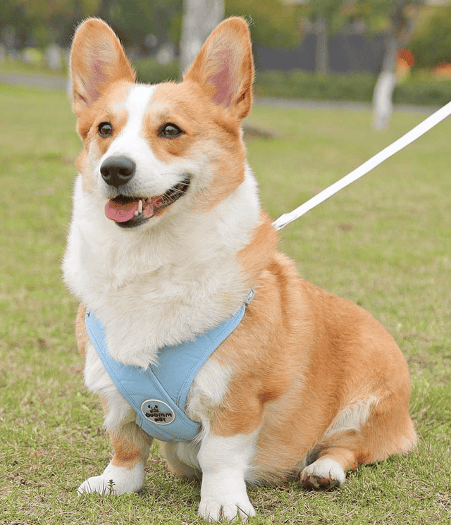 X-Shape Pet Harness Vest
