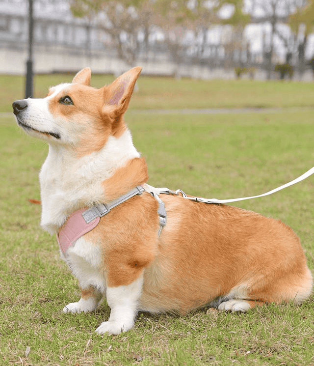 X-Shape Pet Harness Vest