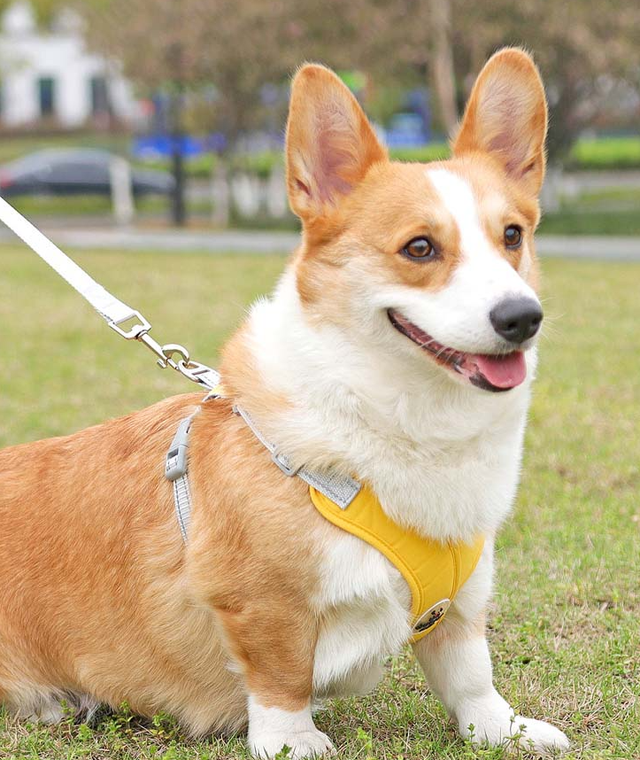X-Shape Pet Harness Vest