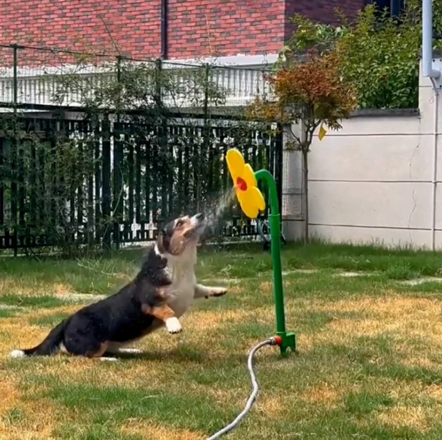 Spinning Water Sprinkler Toy for Dogs
