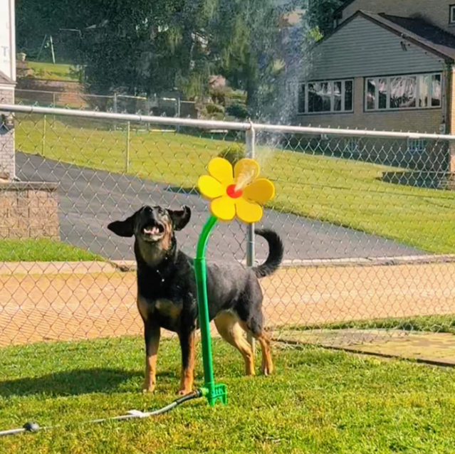 Spinning Water Sprinkler Toy for Dogs