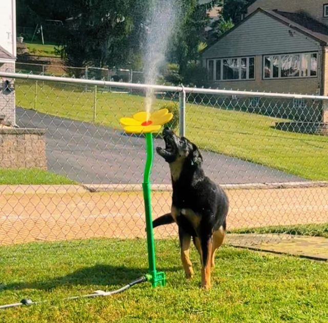 Spinning Water Sprinkler Toy for Dogs