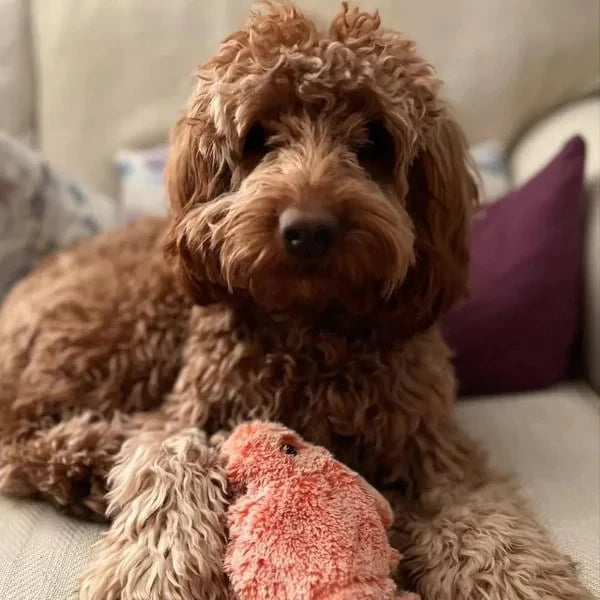 Floppy Lobster Interactive Dog Toys??