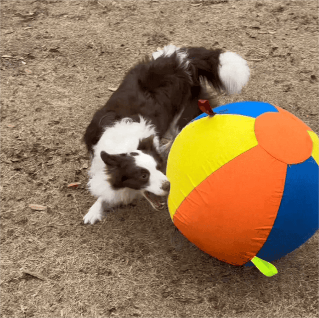 The Giant Ball Causes a Sensation