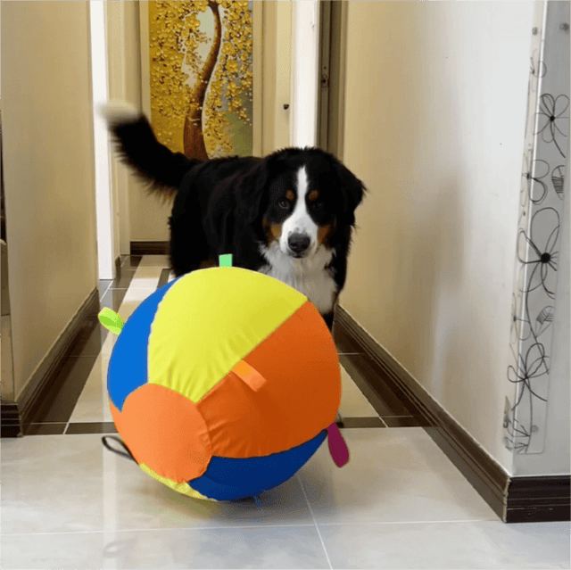 The Giant Ball Causes a Sensation
