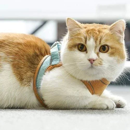 Luminous Cat Vest Harness and Leash Set??