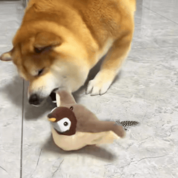 Chirping Toy