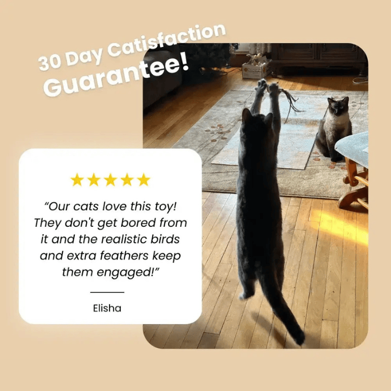 JumpJoy Cat Toy
