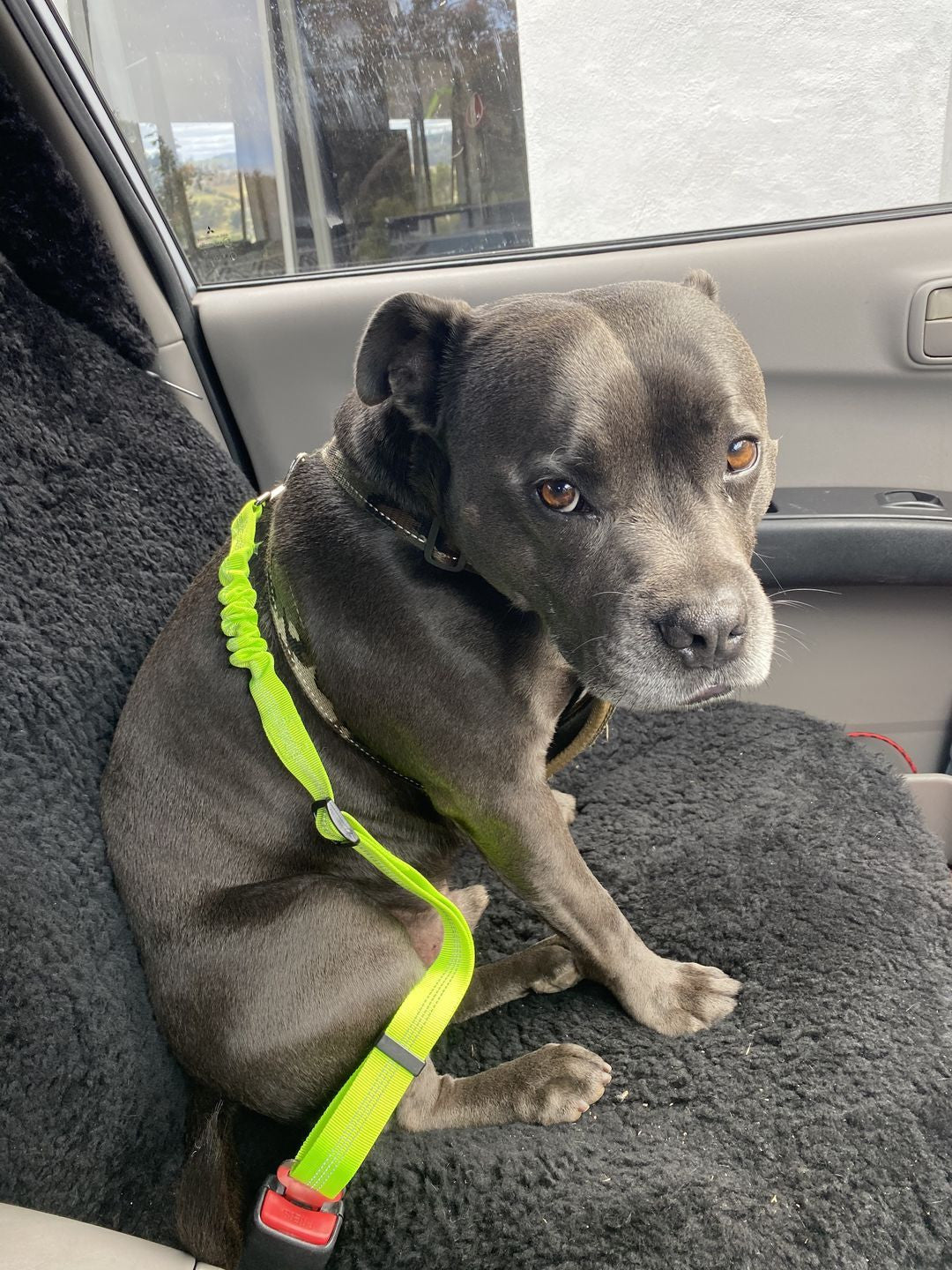 Adjustable Reflective Anti-Shock Pet Seat Belt