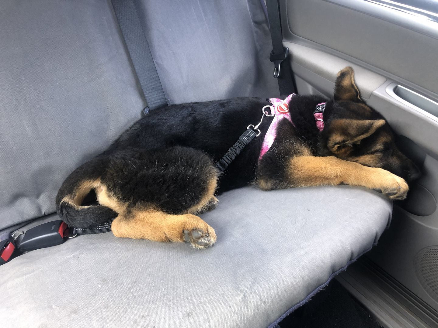 Adjustable Reflective Anti-Shock Pet Seat Belt
