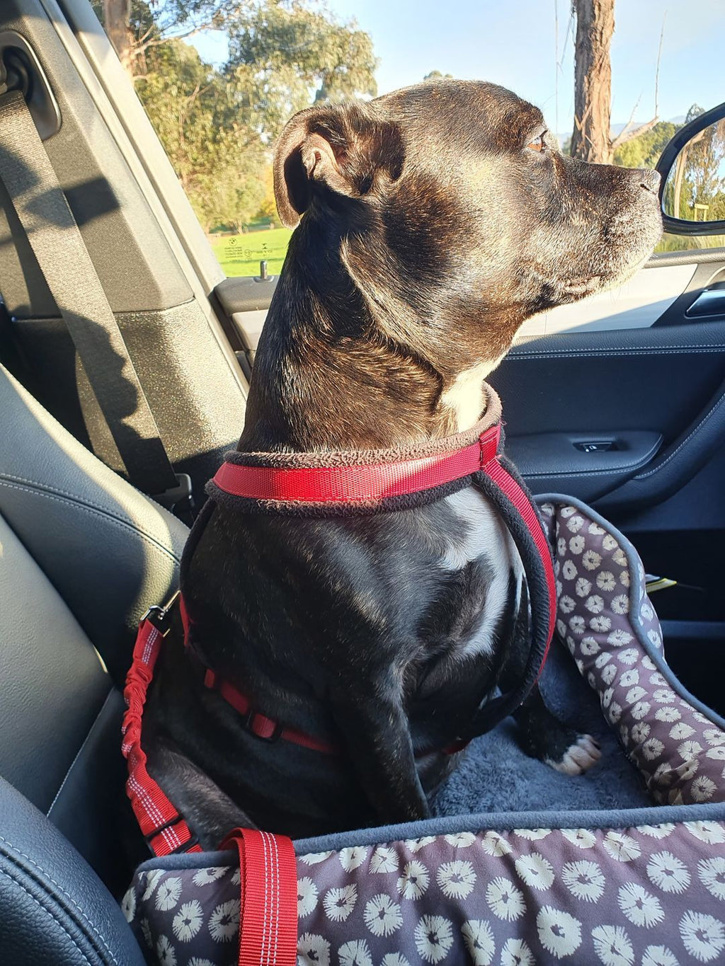 Adjustable Reflective Anti-Shock Pet Seat Belt